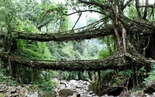 Истинная гармония с природой - живые мосты.