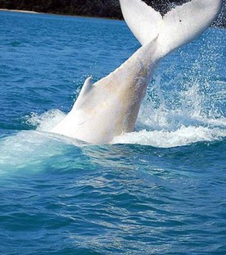 Фауна нашего городка - Страница 13 Un-specimen-rare-de-baleineau-blanc-observe-pres-de-la-grande-barriere-de-corail-en-australie-credits-wayne-fewings_34152_w460