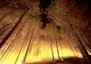 Энергия деревьев поможет в борьбе с пожарами