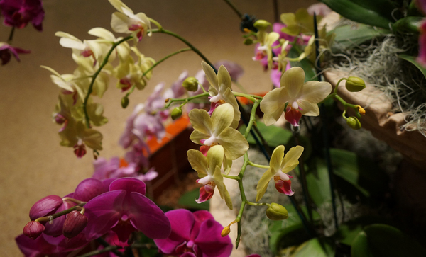 Некоторые удивительные факты об орхидеях