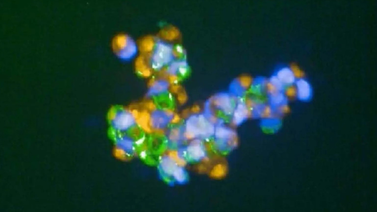 Синтетический клеточный клей связывает ткани для улучшения регенерации