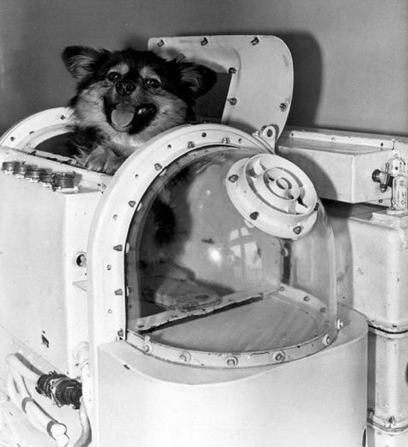 В этот день в космос отправились собаки-рекордсмены