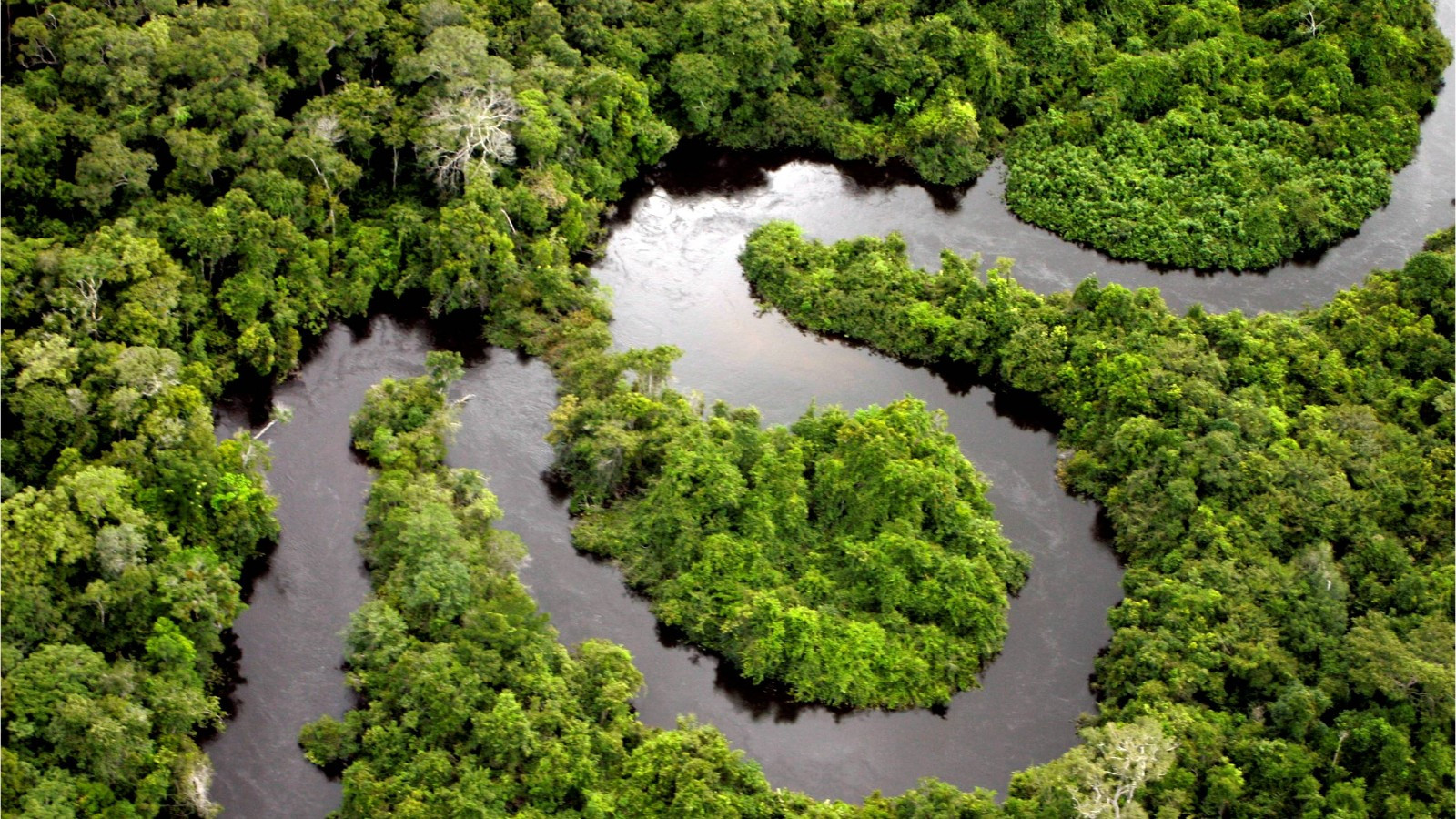 Темная земля Амазонки может вернуть жизнь в вырубленные леса