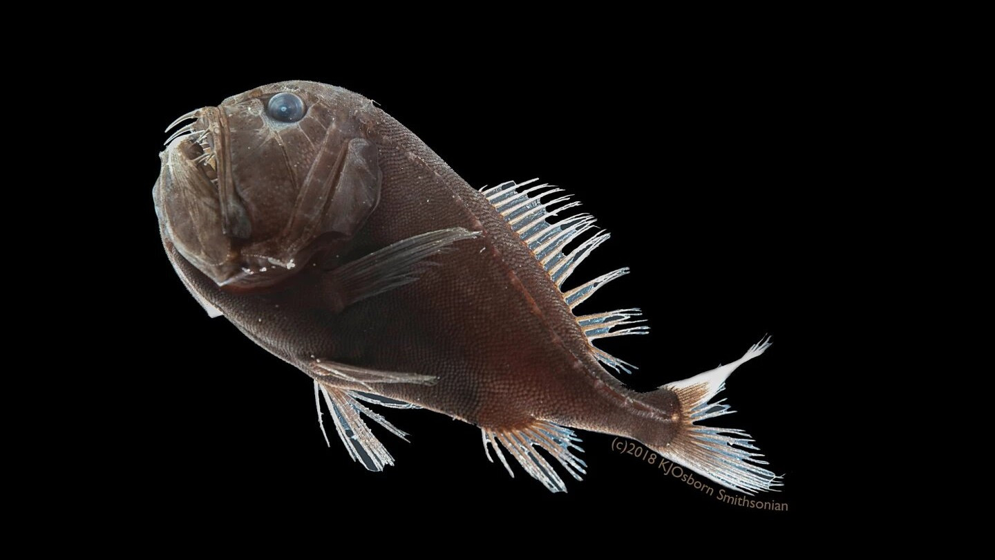 Найдена ультрачёрная рыба, которая поглощает 99,5% света