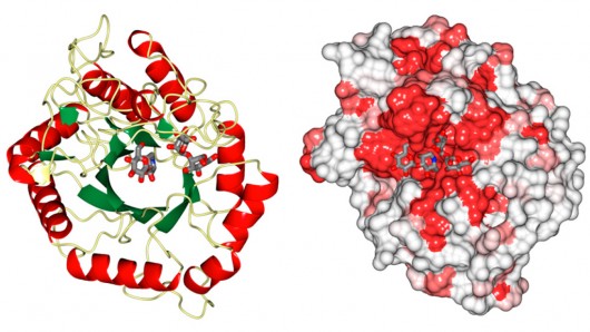Структура фермента открывает двери для новых методов лечения вирусов, включая ВИЧ и гепатит С
