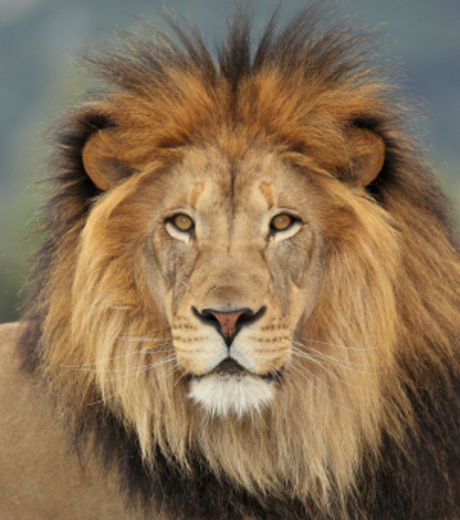 Браконьеры начали активно охотиться на львов из-за их костей