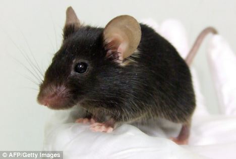 Японцы создали чирикающую мышь