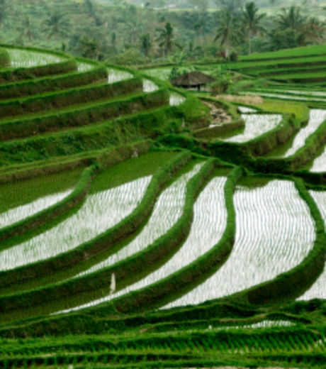 Филиппинские ученые создали новый ген для выращивания рисовых культур 