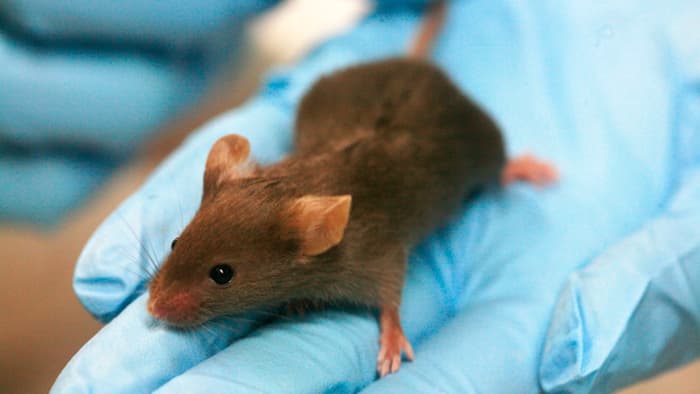 Генетический переключатель стирает память у мышей