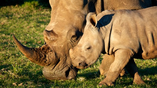 Воздушные дроны помогут защитить носорогов, находящихся под угрозой исчезновения