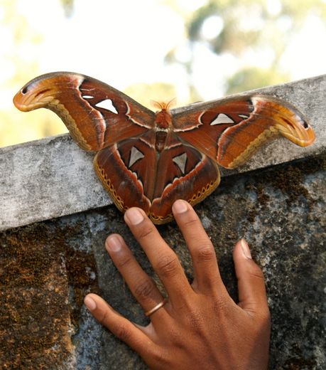 Самая большая ночная бабочка в мире