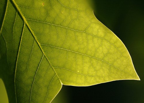 Искусственный фотосинтез поможет с топливом будущего