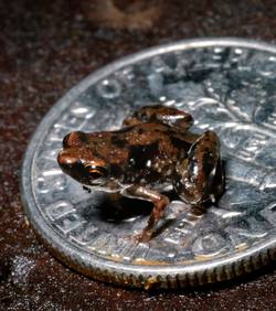 Самая маленькая лягушка в мире помещается на монете