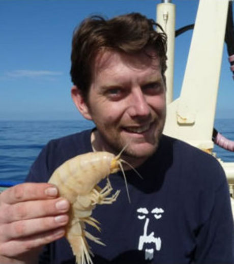 В Новой Зеландии найдена "креветка" 28 см