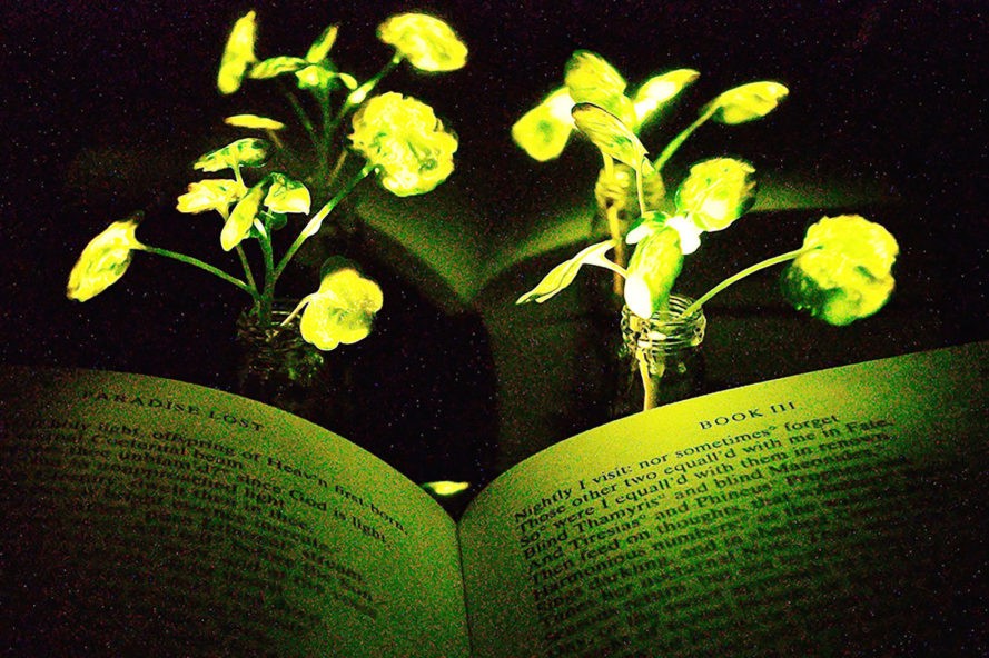 Созданы светящиеся растения