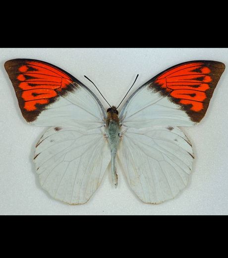 Прекрасная бабочка с отравленными крыльями