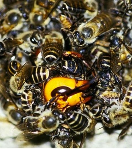 Японские пчелы душат своих врагов