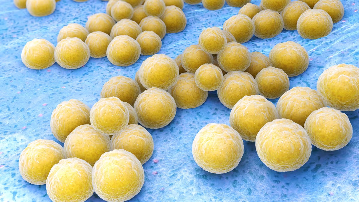Пробиотик может предотвратить опасную инфекцию супербактерий