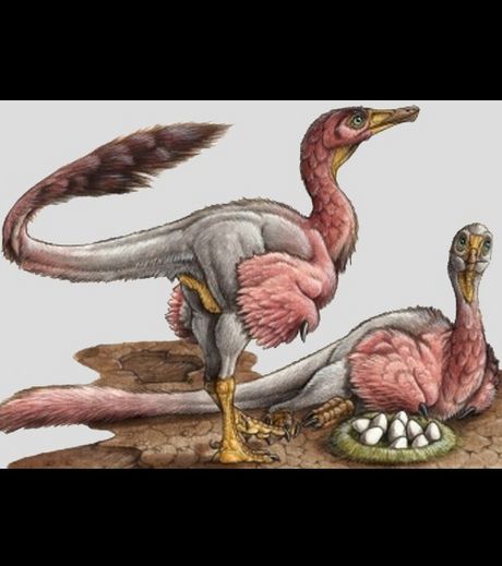В Аргентине найдены останки птицеподобного динозавра