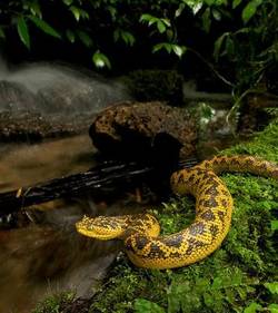 В Танзании найден новый вид рогатой змеи