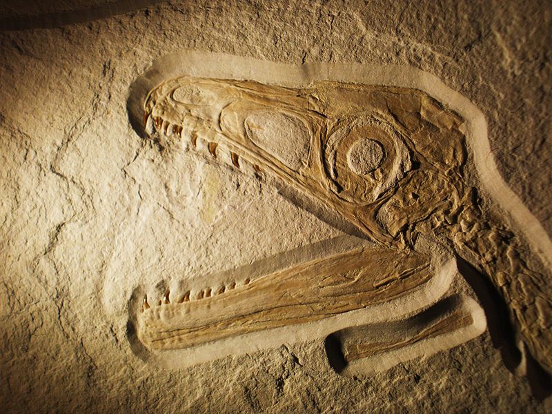 Палеонтологи обнаружили скелет динозавра со следами оперения