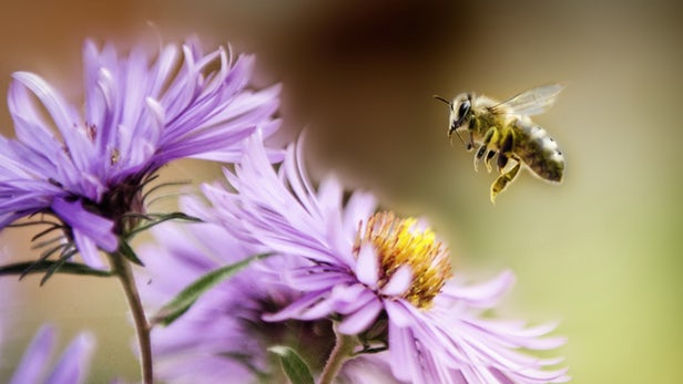 Пчелиный яд поможет излечить болезни головного мозга