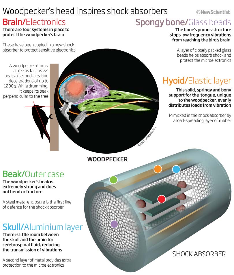 Дятел вдохновил исследователей на разработку аммортизаторов будущего