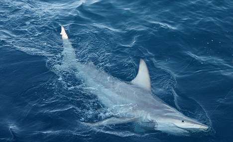 Вчера в  Австралии обнаружена первая акула-гибрид