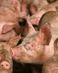 Новый поворот пандемии: Люди могут заражать свиней гриппом