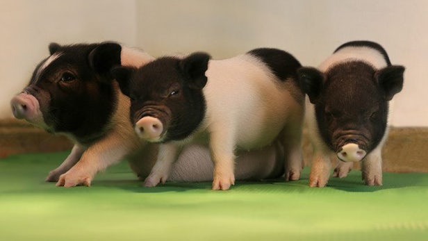 Генная инженерия сделает свиней донорами органов 