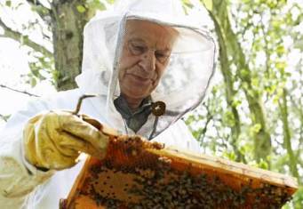Пчелы для анализа качества воздуха