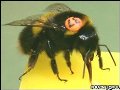 Пчёлы в борьбе с серийными убийцами