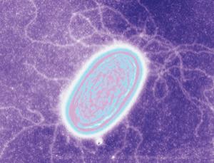 Бактериальные «провода» электронной мечты