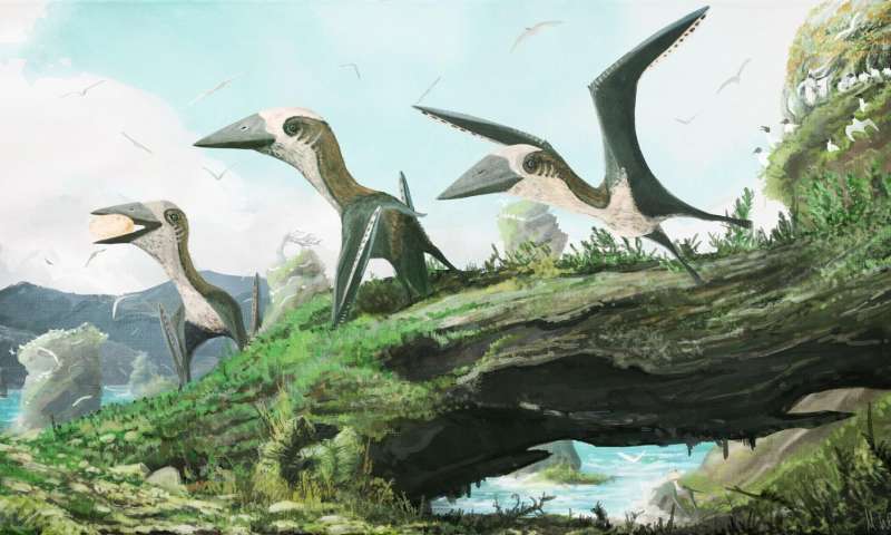 Найдены останки редкого птерозавра 