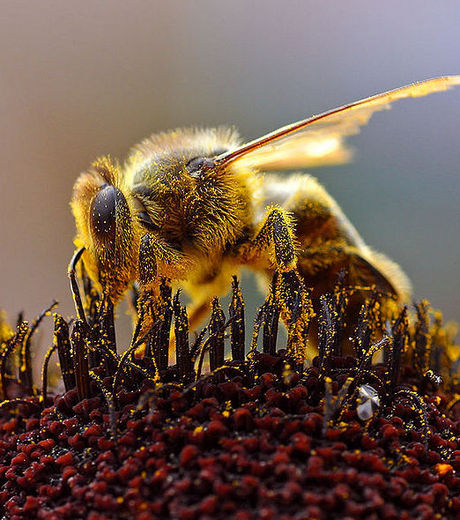 С ВИЧ будут бороться при помощи пчелиного яда