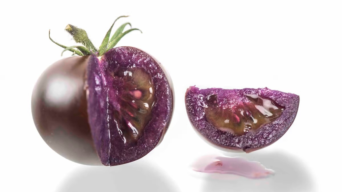 В США одобрен генетически модифицированный фиолетовый помидор