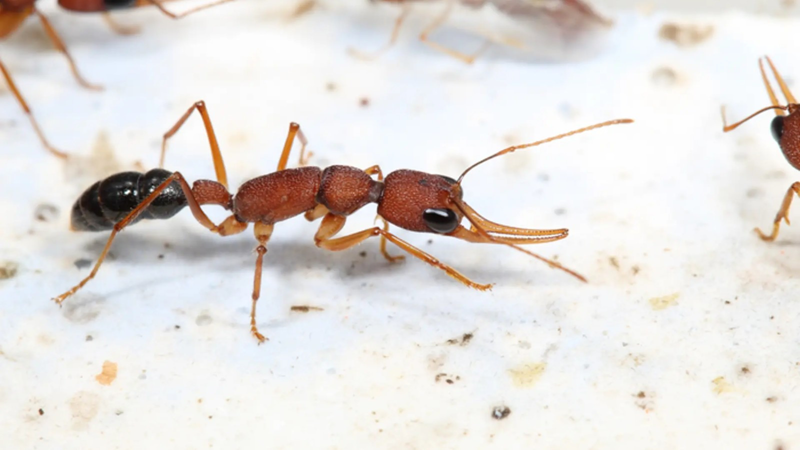 Антиинсулиновый белок помогает королевам муравьев жить дольше