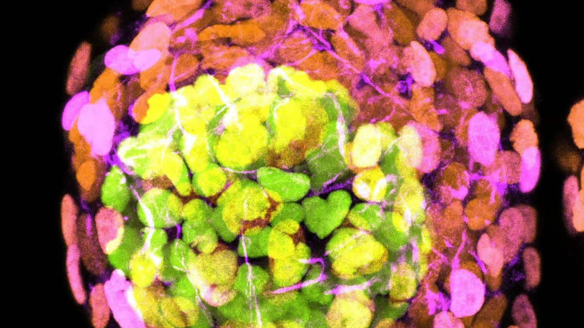 Ученые создают модели человеческих эмбрионов из стволовых клеток